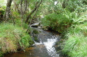 Medio Ambiente